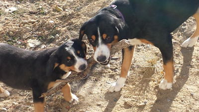 Entlebucher Swiss Mountain Dogs for sale in NM